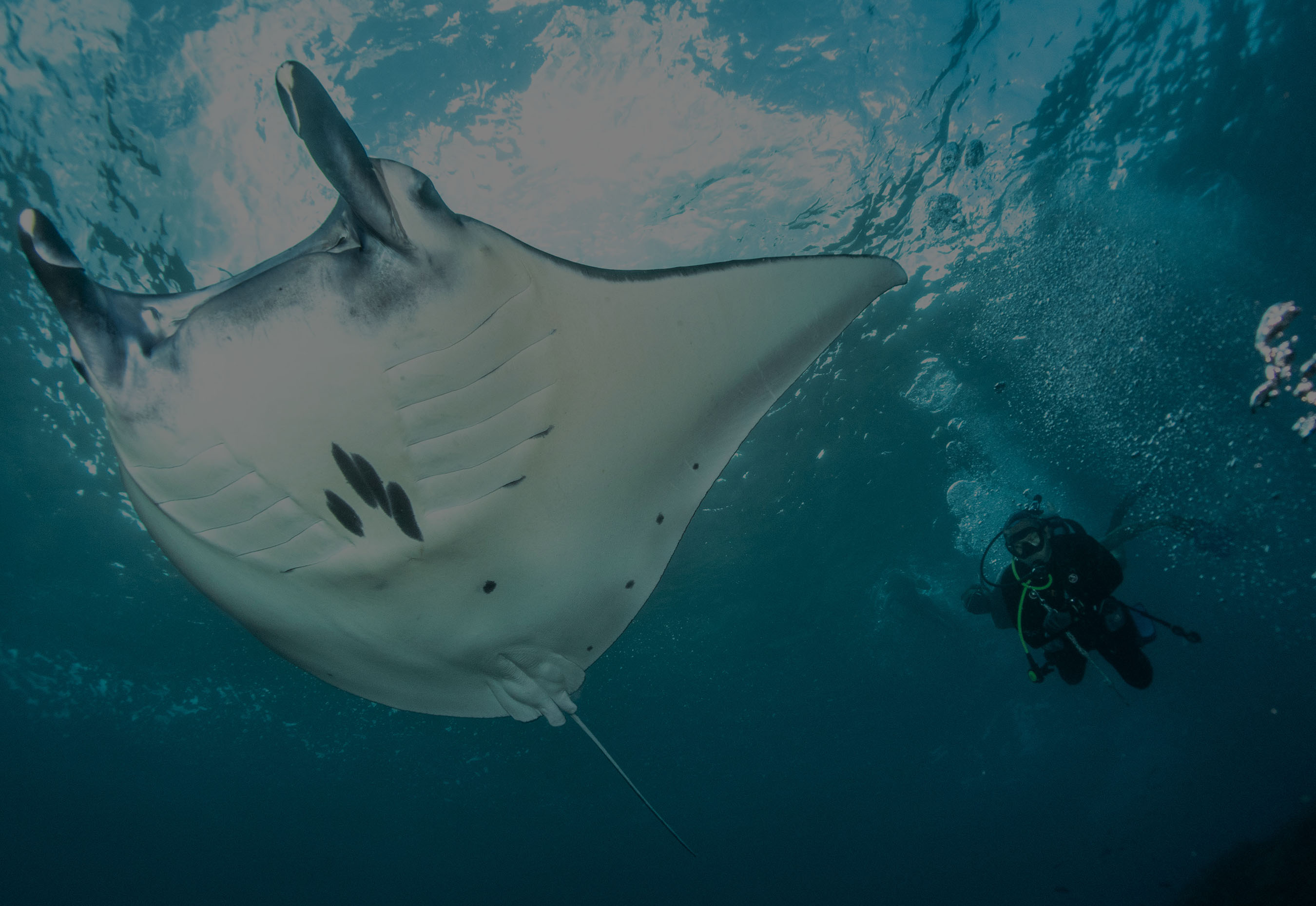 manta